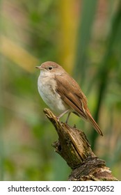 A Common Nightingale In The Woods