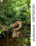 Common Northern Boa (Boa constrictor imperator), animal portrait, Costa Rica - stock photo