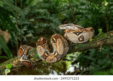 Common Northern Boa (Boa constrictor imperator), animal portrait, Costa Rica - stock photo - Powered by Shutterstock