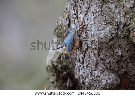 A Common Nuthatch climbing a tree trunk. County Durham, England, UK.