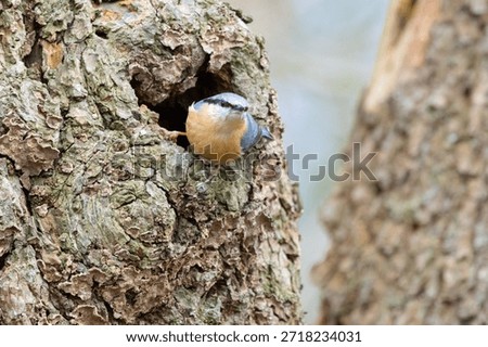 A Common Nuthatch climbing a tree trunk. County Durham, England, UK.