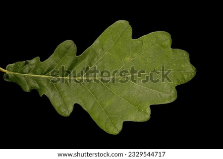 Common Oak (Quercus robur). Leaf Closeup