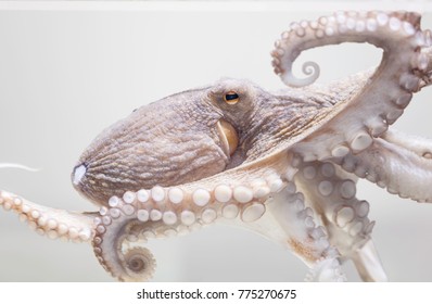 Common Octopus In Aquarium