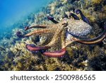 Common Octopus Flight (Octopus vulgaris) Underwater