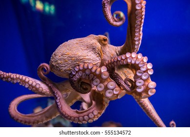 Common Octopus In Large Sea Water Aquarium