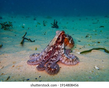 A Common Octopus On The Ocean Floor, CapeTown. 