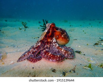 A Common Octopus On The Ocean Floor Off The Coast Of Cape Town. 