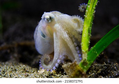 Common Octopus On Seagrass At The Bottom Of The Ocean Floor