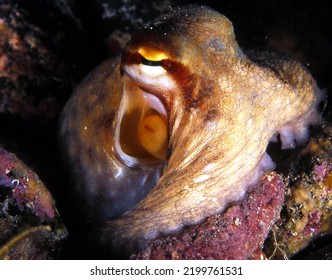 Common Octopus Sits On Rocky Sea Bed