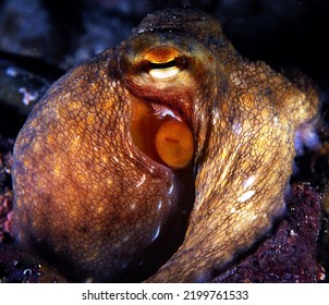 Common Octopus Sits On Rocky Sea Bed