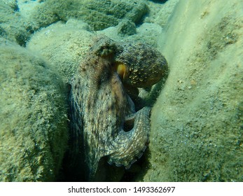 The common octopus (Octopus vulgaris) hunting, Aegean Sea, Greece, Halkidiki