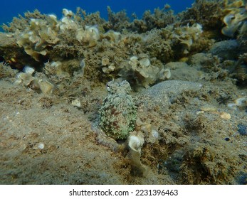 Common octopus (Octopus vulgaris) hunting, Aegean Sea, Greece, Halkidiki - Shutterstock ID 2231396463