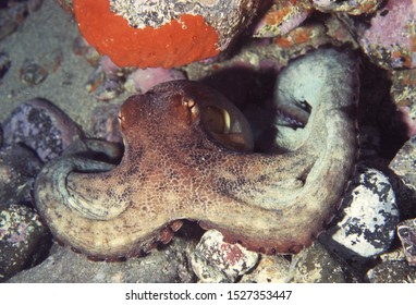 Common Octopus (Octopus Vulgaris) On Reef Face Showing Different Colours Allowing Excellent Camoflage Ability. Canary Islands, Atlantic Ocean