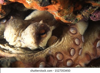 Common Octopus (Octopus Vulgaris) On Reef Face Showing Different Colours Allowing Excellent Camoflage Ability. Canary Islands, Atlantic Ocean