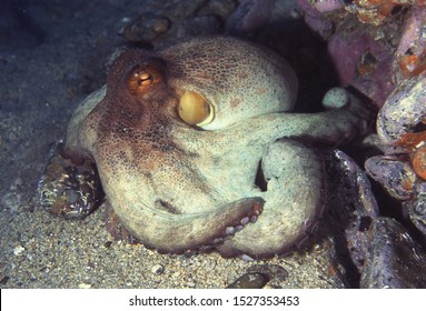 Common Octopus (Octopus Vulgaris) On Reef Face Showing Different Colours Allowing Excellent Camoflage Ability. Canary Islands, Atlantic Ocean