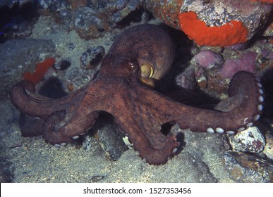 Common Octopus (Octopus Vulgaris) On Reef Face Showing Different Colours Allowing Excellent Camoflage Ability. Canary Islands, Atlantic Ocean