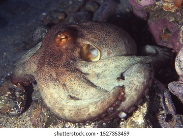 Common Octopus (Octopus Vulgaris) On Reef Face Showing Different Colours Allowing Excellent Camoflage Ability. Canary Islands, Atlantic Ocean