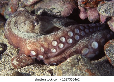 Common Octopus (Octopus Vulgaris) On Reef Face Showing Different Colours Allowing Excellent Camoflage Ability. Canary Islands, Atlantic Ocean