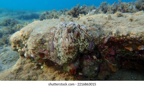 Common octopus (Octopus vulgaris) undersea, Aegean Sea, Greece, Halkidiki - Shutterstock ID 2216863015
