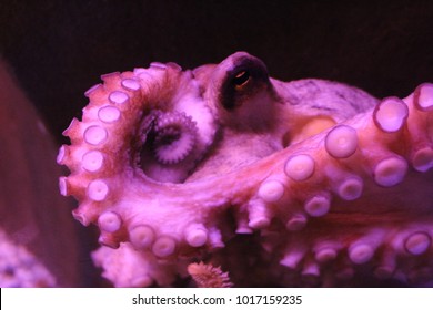 Common Octopus (Octopus Vulgaris) underwater in an aquarium.