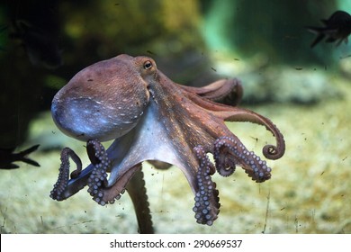 Common octopus (Octopus vulgaris). Wildlife animal. 