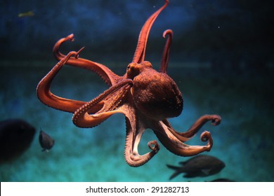 Общий осьминог (Octopus vulgaris). Животное дикой природы.