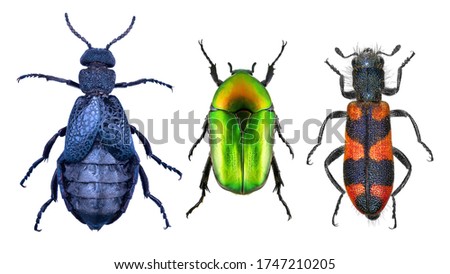 Common Oil beetle or Blister beetle, Meloe cavensis, Flower Chafer, Potosia cuprea and Blister beetle, Hycleus ornatus (Coleoptera) isolated on a white background 