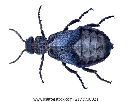 Common oil beetle or blister beetle, Meloe cavensis (Coleoptera: Meloidae) isolated on a white background