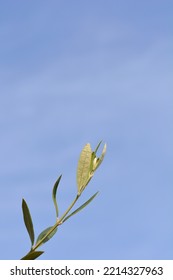 Common olive branch against blue sky - Latin name - Olea europaea - Shutterstock ID 2214327963