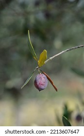 Common olive branch with fruit - Latin name - Olea europaea - Shutterstock ID 2213607647
