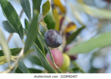 Common olive branch with fruit - Latin name - Olea europaea - Shutterstock ID 2228982407