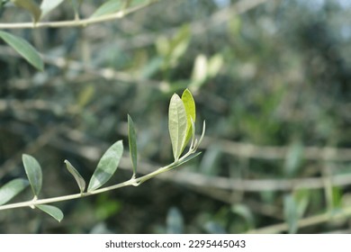 Common olive branch - Latin name - Olea europaea - Shutterstock ID 2295445043