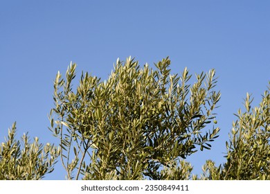 Common olive branches with fruit against blue sky - Latin name - Olea europaea - Shutterstock ID 2350849411