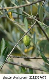 Common olive branches with fruit - Latin name - Olea europaea - Shutterstock ID 2212329675