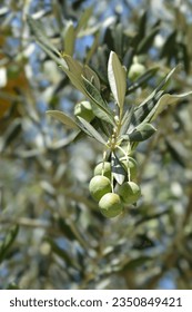 Common olive branches with fruit - Latin name - Olea europaea - Shutterstock ID 2350849421