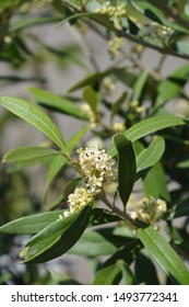 Common Olive - Latin Name - Olea Europaea