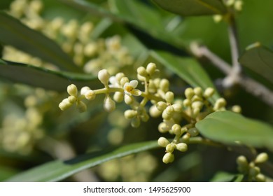 Common Olive - Latin Name - Olea Europaea