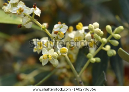Common olive - Latin name - Olea europaea
