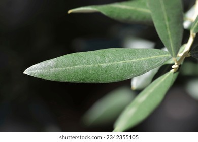 Common olive leaves - Latin name - Olea europaea - Shutterstock ID 2342355105