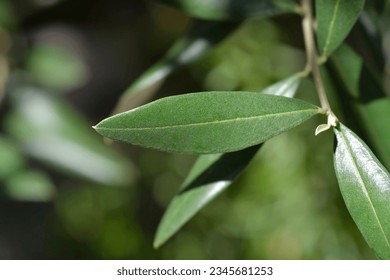 Common olive leaves - Latin name - Olea europaea - Shutterstock ID 2345681253