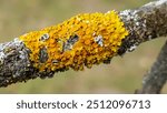 Common orange lichen, also known as yellow scale, maritime sunburst lichen and shore lichen (Xanthoria parietina) on a tree branch.