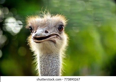 Common ostrich bird (Struthio camelus) head top view close-up with nature background.