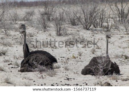 Common Ostrich in the Etosha park, Namibia, Africa