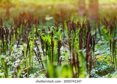 Common Ostrich, Or German Ostrich, Or Ostrich Feather, Or Velamkuch, Or Black Fern (Latin Matteúccia Struthiópteris) Is A Perennial Fern Of The Onocleaceae Family. Illuminated By The Sun In The Park