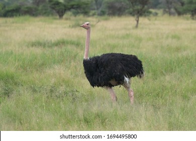 The common ostrich or simply ostrich, is a species of large flightless bird native to certain large areas of Africa. It is one of two extant species of ostriches.