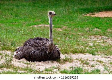 Common Ostrich Sitting In Grass