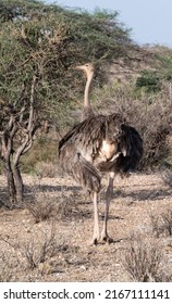 Common ostrich stands with its back to the camera whilst its head looks to the left. Its clear eye looks for food whilst it stands straight with wings tucked in around its large round body.