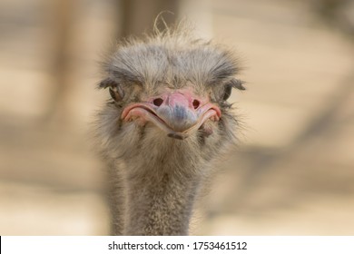 The common ostrich (Struthio camelus) beautiful portrait of Oudtshoorn Ostrich, family of Struthionidae
