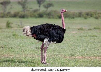 Common Ostrich (Struthio camelus), male standing, Maasai Mara, Kenya.