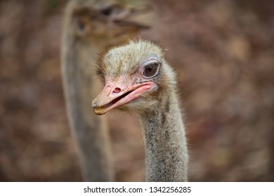 Common Ostrich Struthio camelus Ostrich's head up close